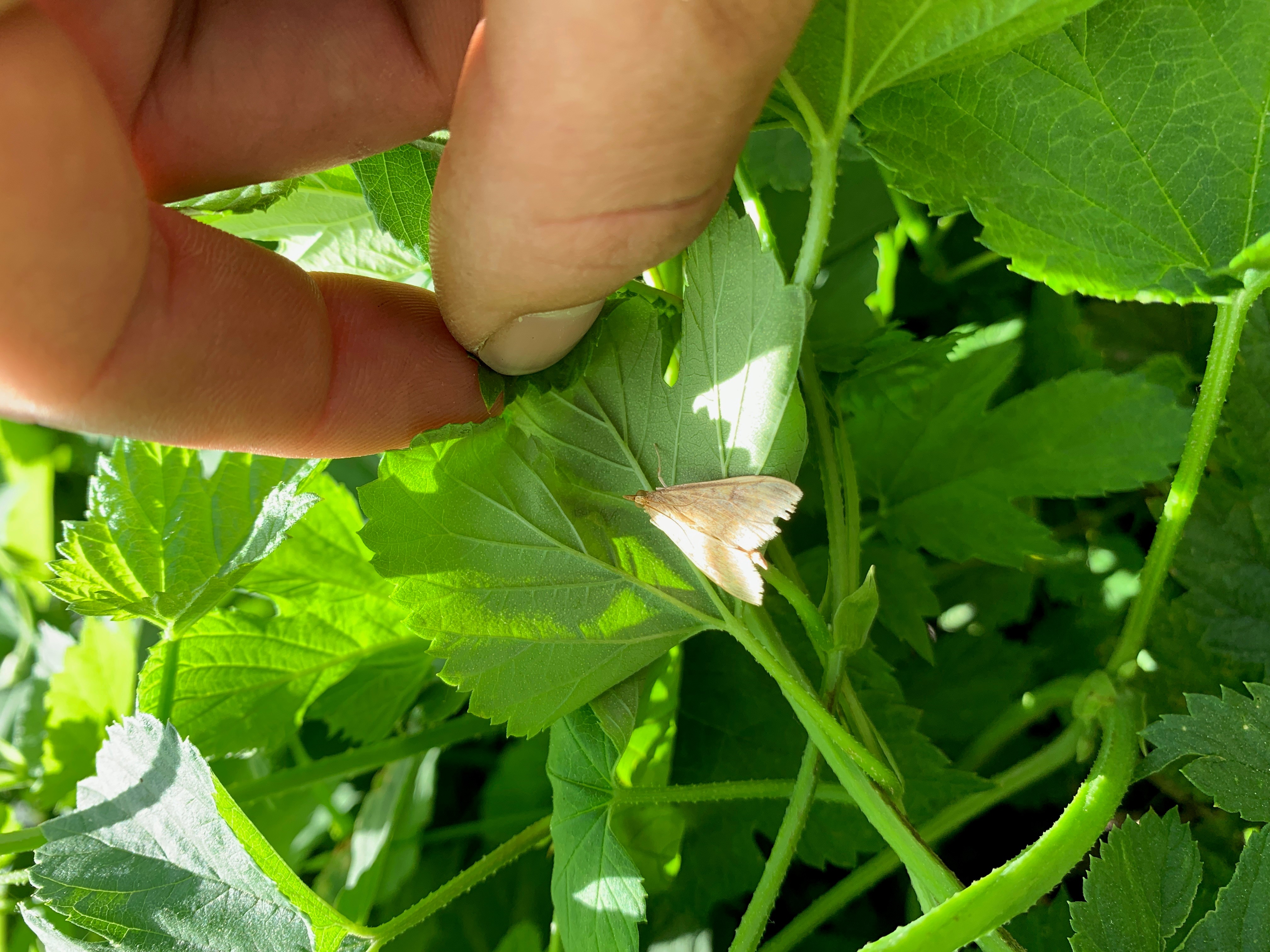 Moth on hop leaf.